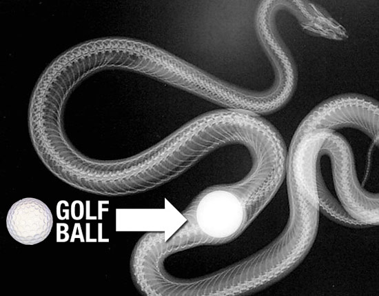 Radio d'un serpent ayant avalé une balle de golf