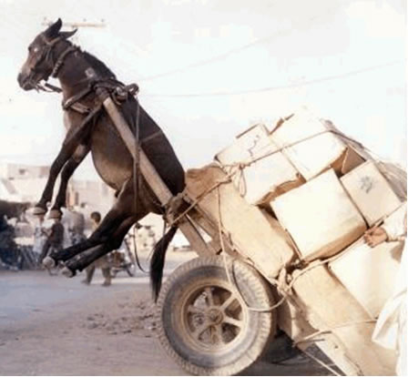 Photo d'un âne soulevé par le poids de sa charette