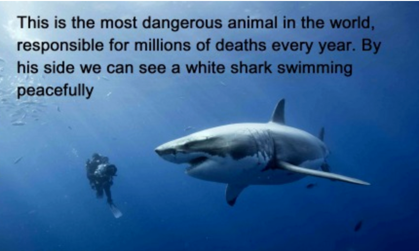 Photo d'un homme et d'un requing nageant côte à côté, legendée : "l'annimal le plus dangereux du monde, à côté duquel nage un grand requin blanc"