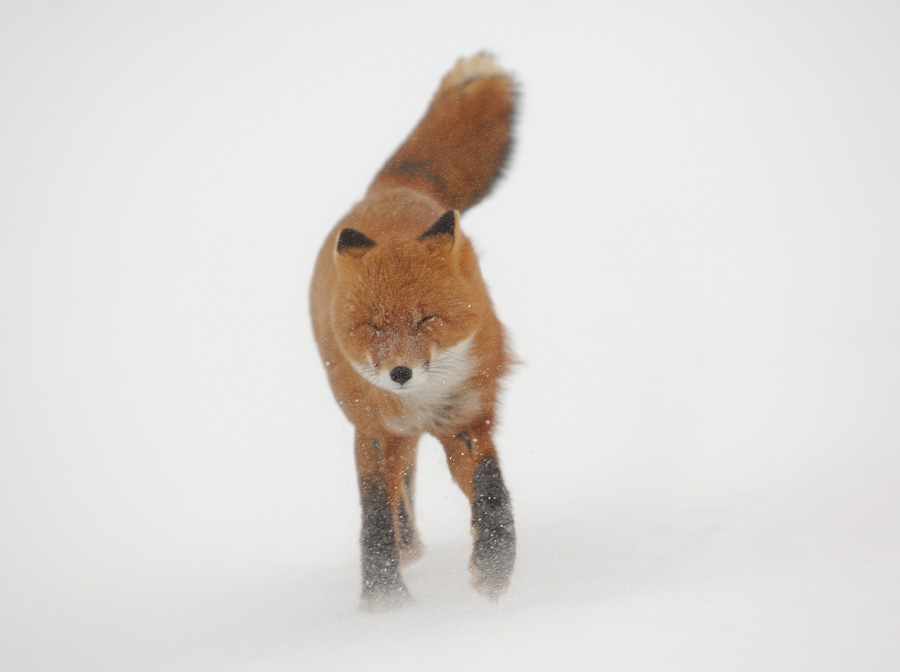 Photo d'un renard marchant dans la neige