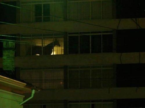 Photo d'un cheval visible par le fenêtre d'un salon à l'étage