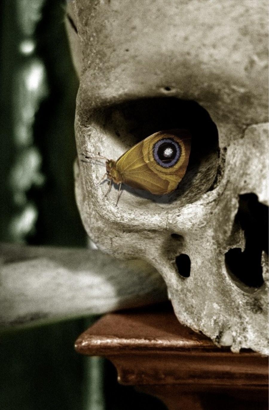 Composition photographique montrant un crâne et un papillon