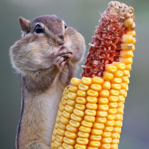 Photo d'un rongeur mangeant un mais