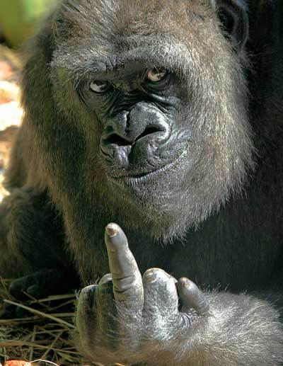 Gorille faisant le doigt d'honneur