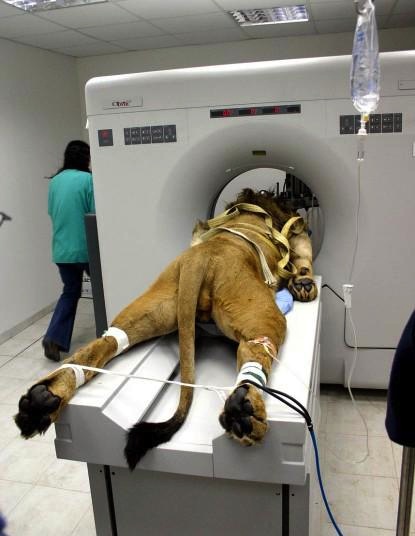 Lion dans un IRM