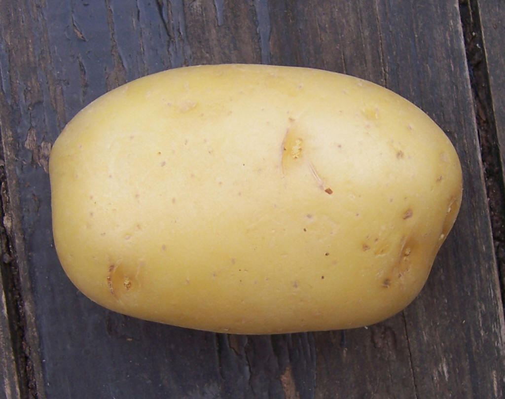Photo d'une pomme de terre