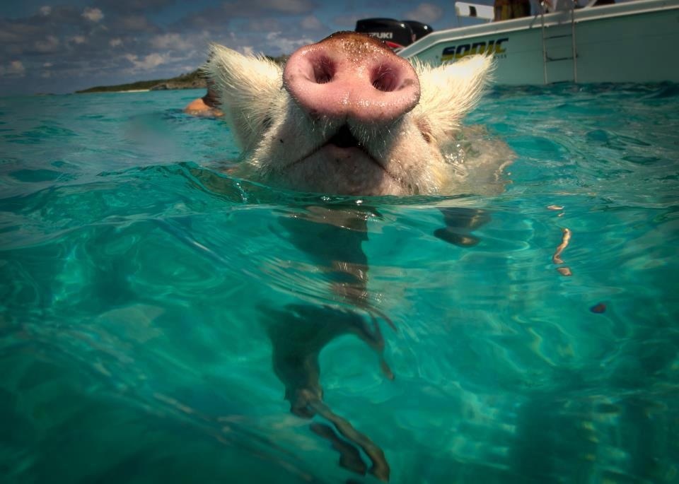 Photo d'un cochon nageant dans une eau cristaline