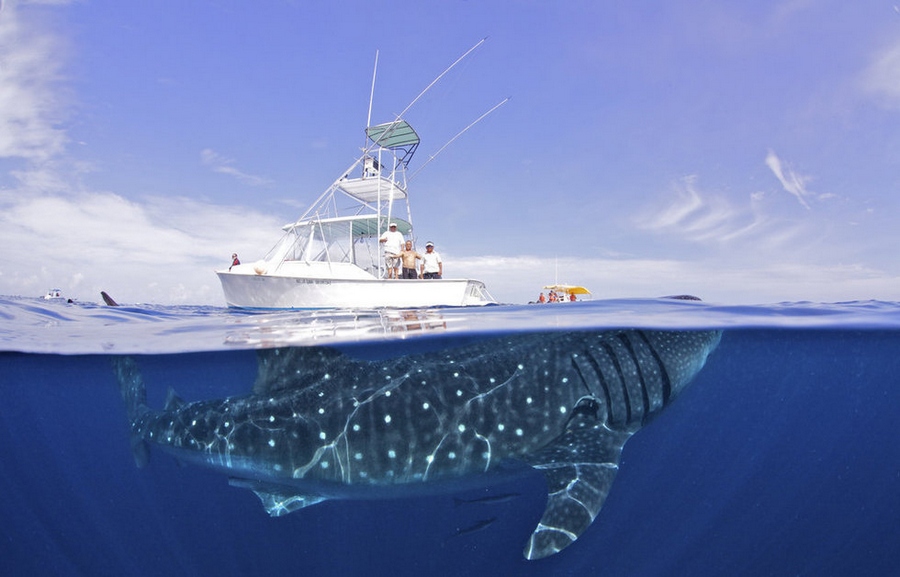 Photo d'un énorme requin sous un bateau