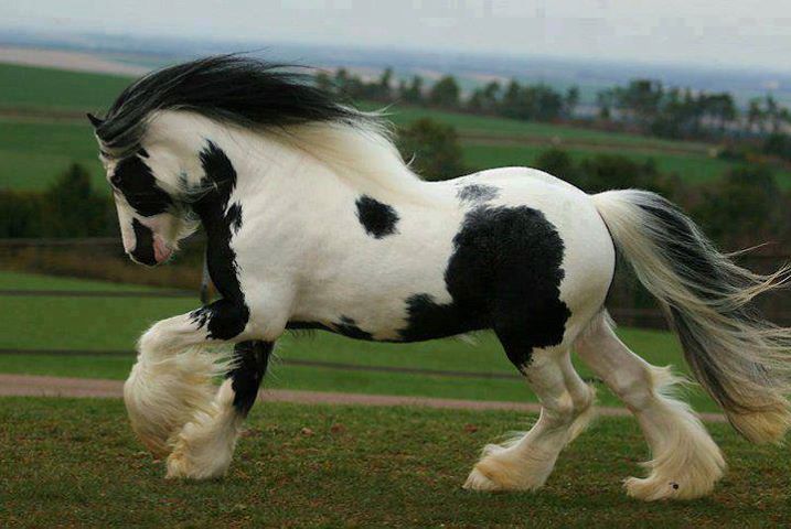 Photo d'un cheval fort velu ^^