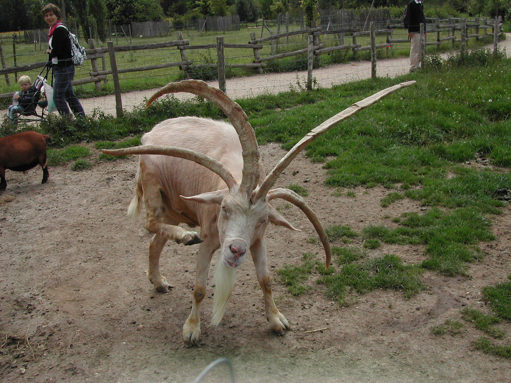 Photo d'une chèvre diabolique.