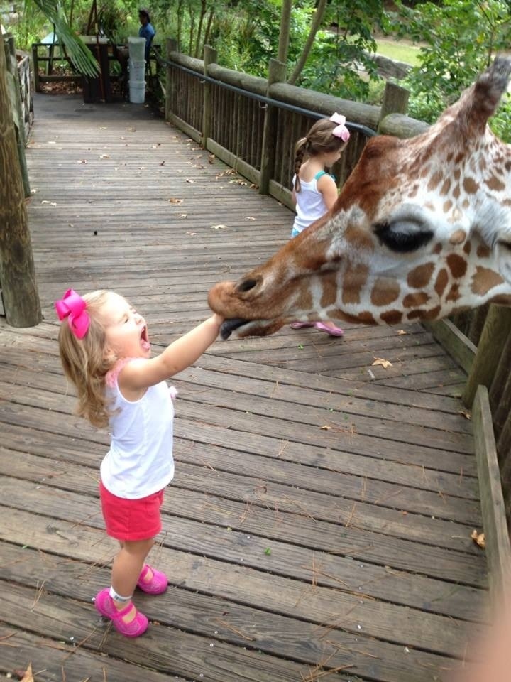 Photo d'un enfant qui se fait mordre par une girafe