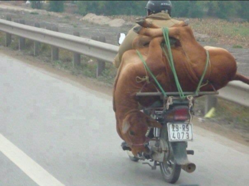 Photo d'une vache attachée avec une corde sur un scooter