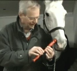 Flute dans le nez d'un cheval